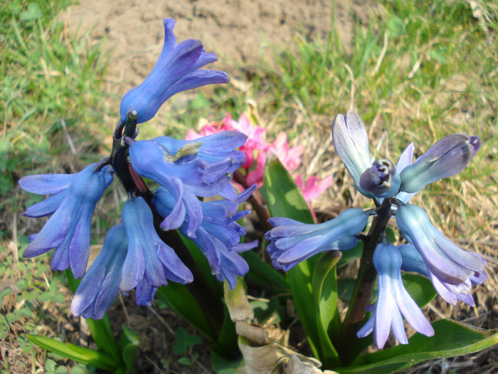 Hyacinths_Zambile (2011, March 27)