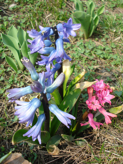Hyacinths_Zambile (2011, March 27)