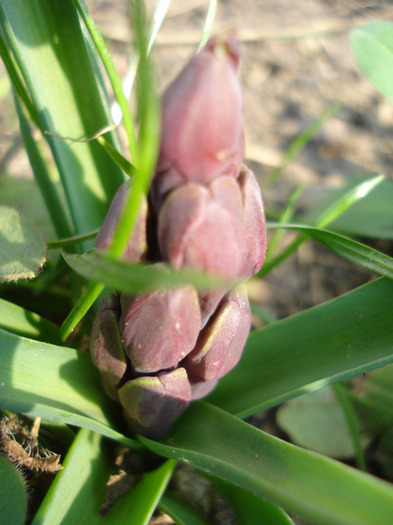 Pink Hyacinth_Zambila (2011, Mar.27)