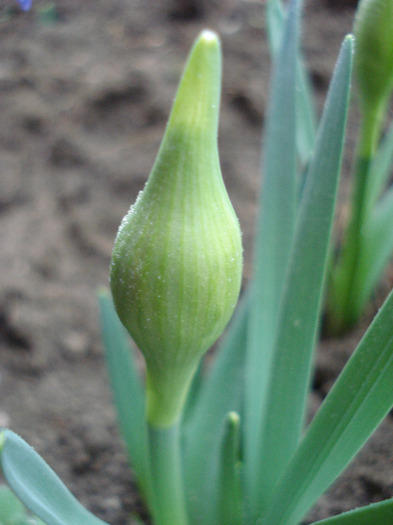 Daffodil_Narcisa (2011, March 28)