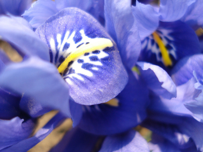 Iris reticulata Blue (2011, March 27) - Iris reticulata Blue