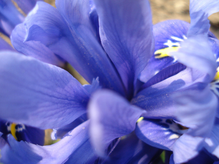 Iris reticulata Blue (2011, March 27) - Iris reticulata Blue