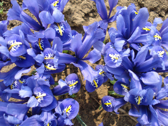 Iris reticulata Blue (2011, March 27)