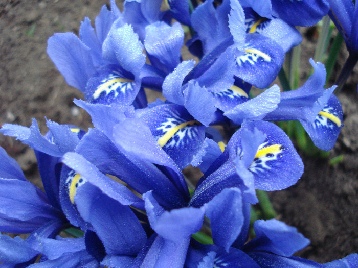 Iris reticulata Blue (2011, March 28) - Iris reticulata Blue