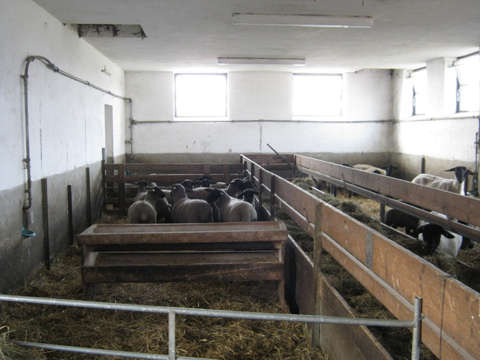 ferma de oi suffolk farm -Schütz