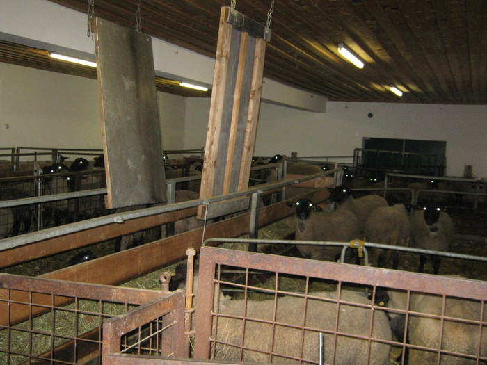 miei de vanzare -si berbeci suffolk