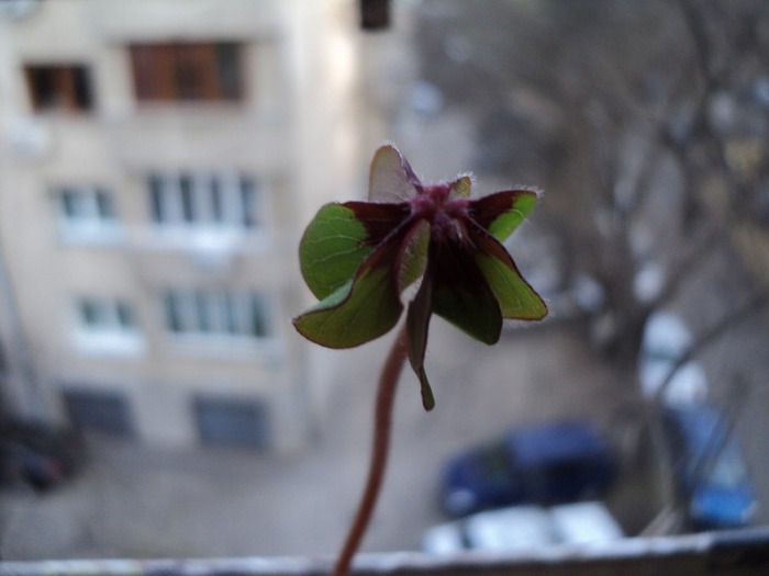 Iron Cross_martie2 - 2011_Oxalis Iron Cross si Triangularis