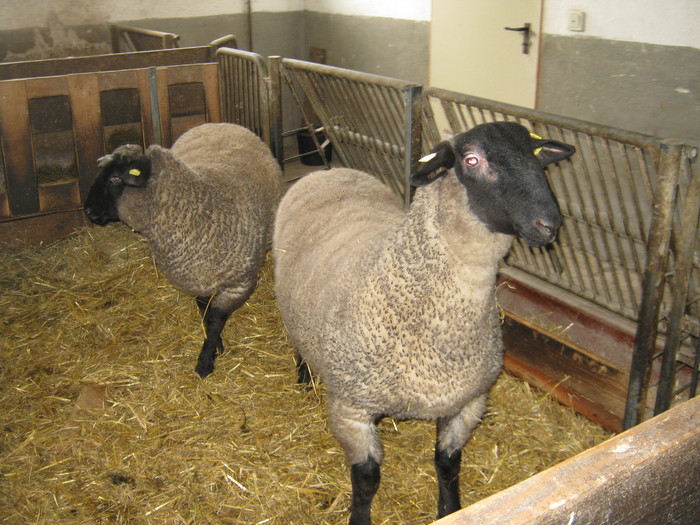 santem de vanzare-asteptam cleinti