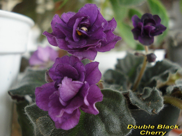 Double Black Cherry(19-03-2011)