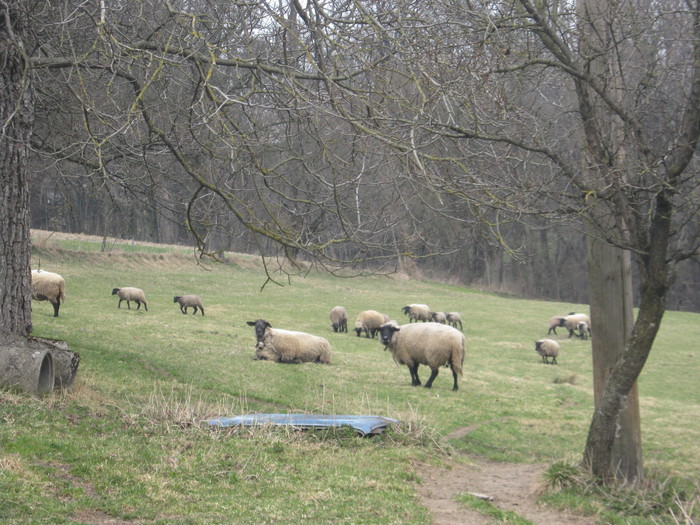 oi suffolk martie 2011