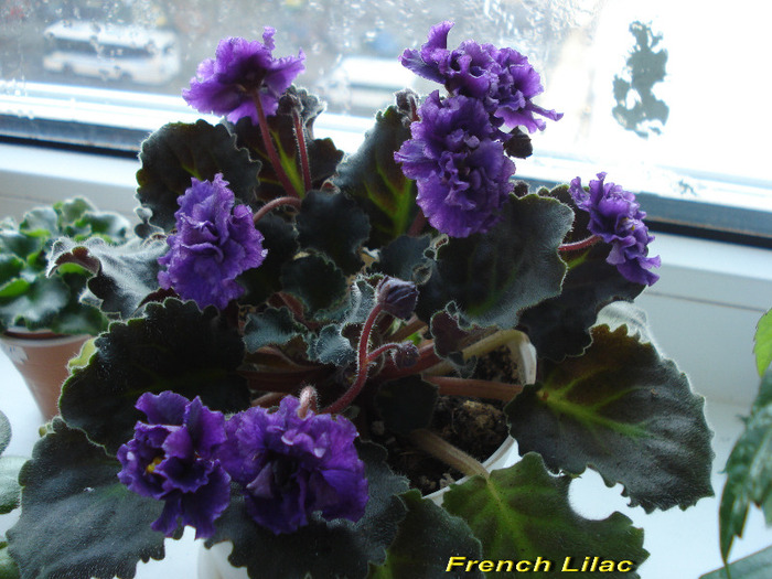 French Lilac (12-03-20011) - Violete