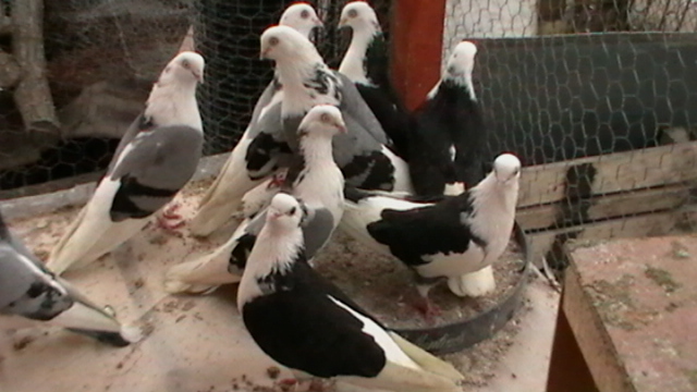 IMGA0941 - porumbei jucatori cazatori arhiva veche