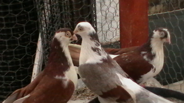 20 de tumbe - porumbei jucatori cazatori arhiva veche