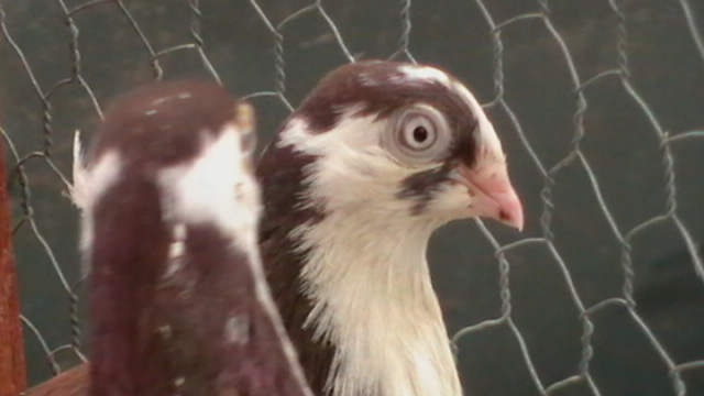  - porumbei jucatori cazatori arhiva veche