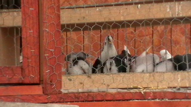 IMGA0970 - porumbei jucatori cazatori arhiva veche