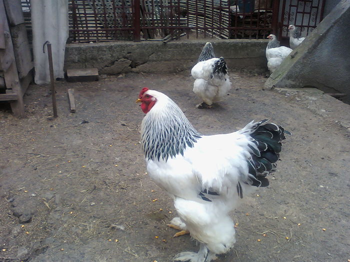 110326_125944 - Brahma Herminat deschis