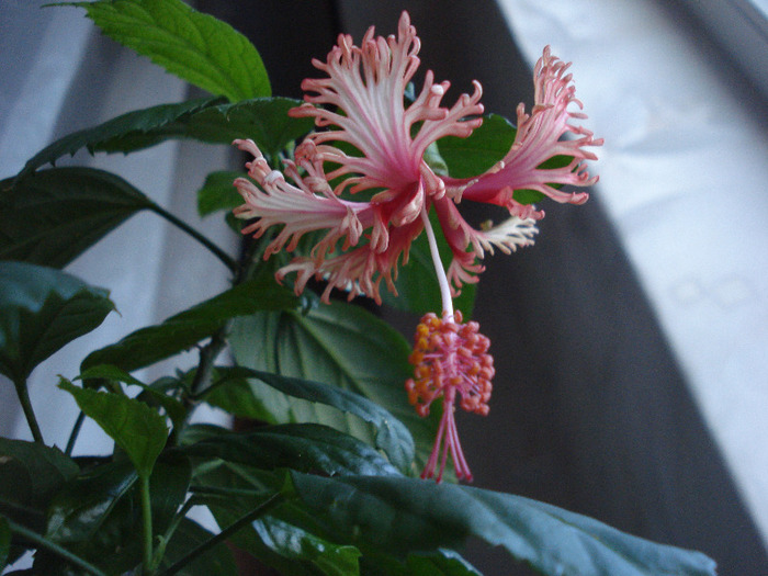 Schizopetalus (28-x-2010) 003 - Hibiscusi