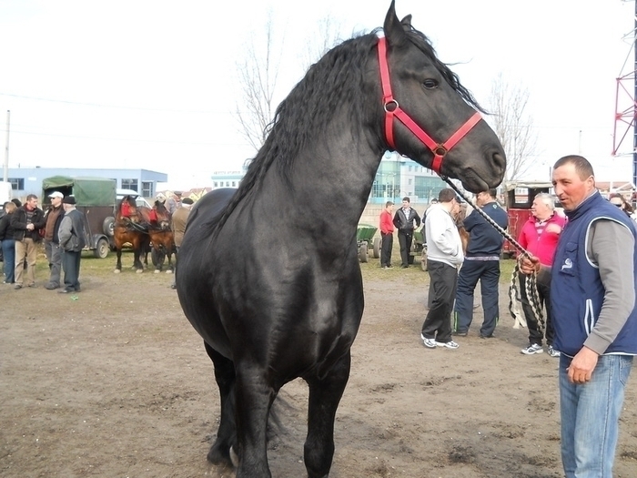 dscn0416 - expozitie sibiu 2011