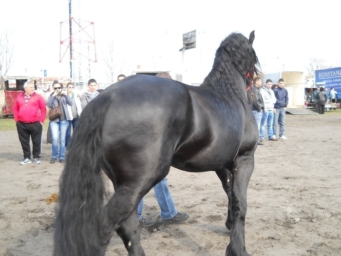 dscn0417 - expozitie sibiu 2011