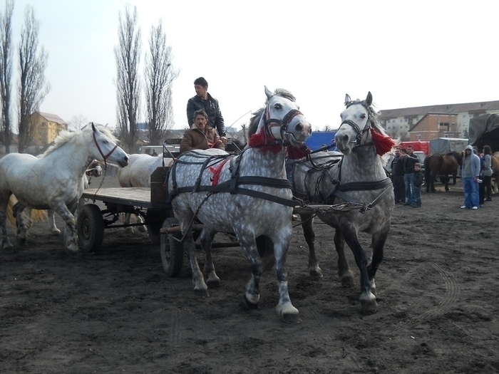 dscn0418 - expozitie sibiu 2011