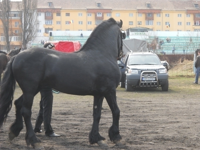 dscn0446 - expozitie sibiu 2011