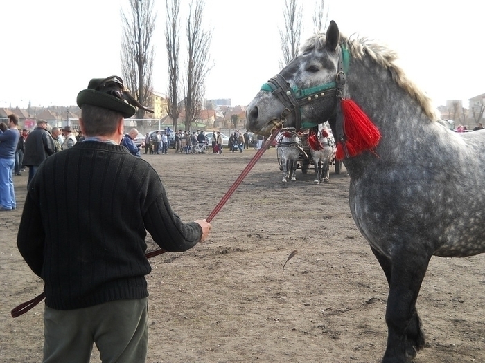 dscn0425 - expozitie sibiu 2011