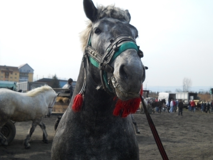 dscn0429 - expozitie sibiu 2011