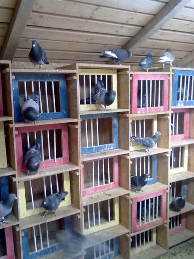 armonia... - instantanee