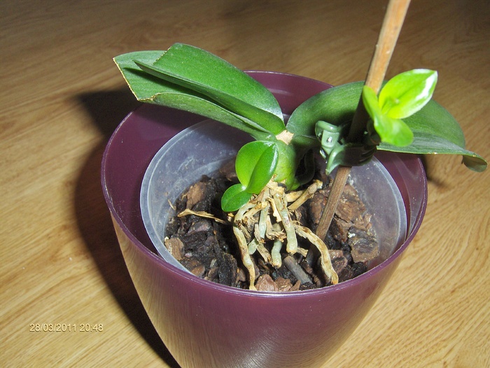 orhideea  chinuita - MULTUMESC-TAISIA