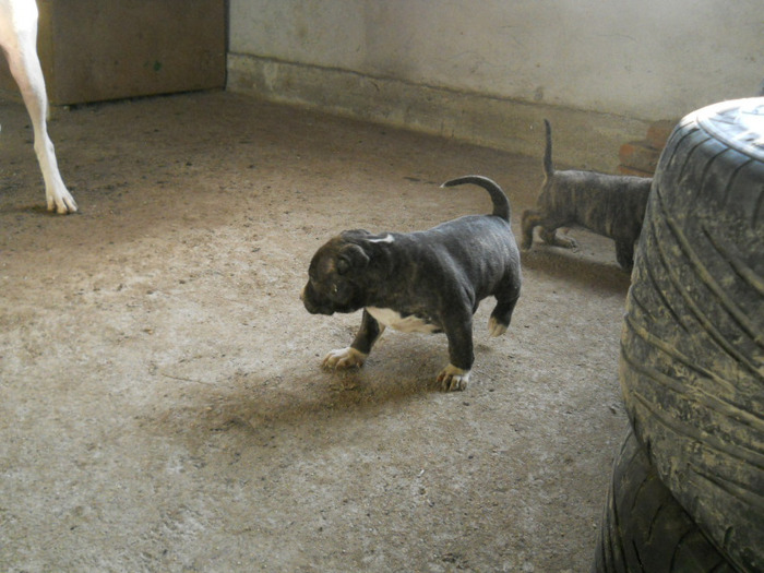 03.02.2011 - Filo pitbull junior