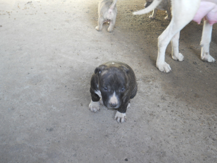 03.02.2011 - Filo pitbull junior