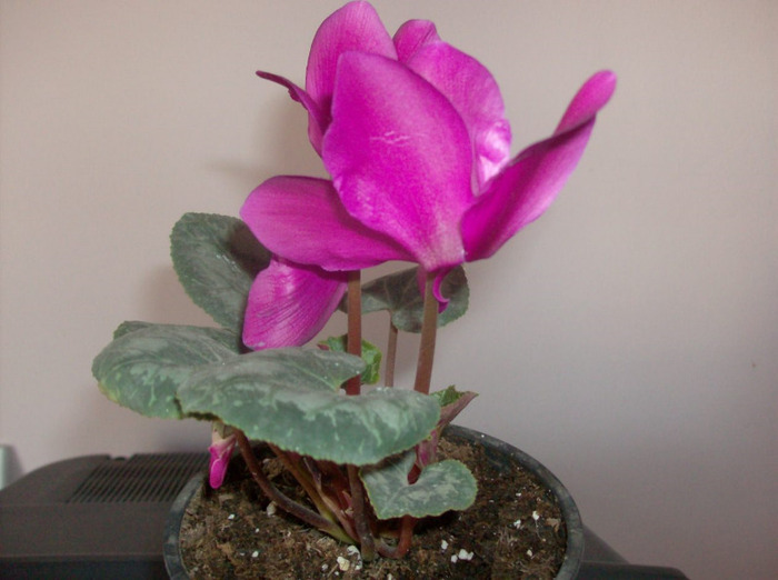 CYCLAMEN PERSICUM