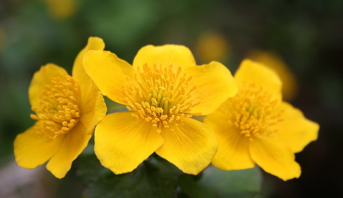 calcea calului - Caltha palustris - zz nuferi si alte plante pentru iaz