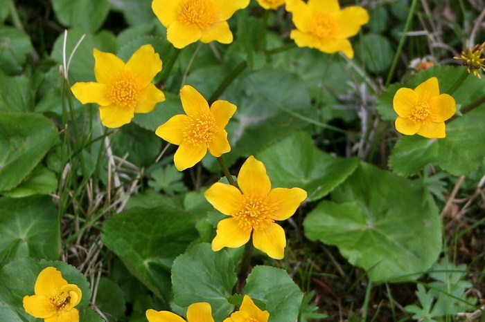 calcea calului - Caltha palustris - zz nuferi si alte plante pentru iaz