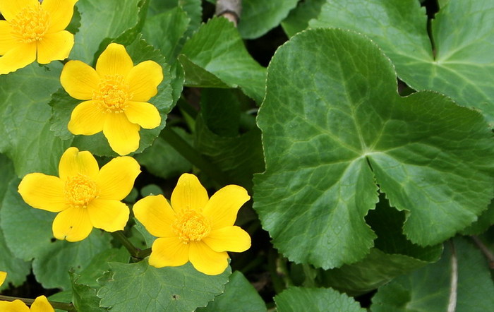 calcea calului - Caltha palustris