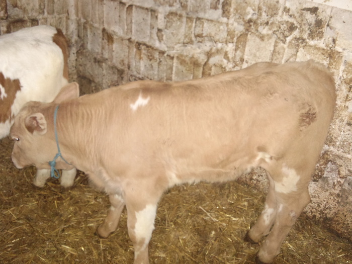 DSC02556 - vitei si minza cu iapa prima data la ham