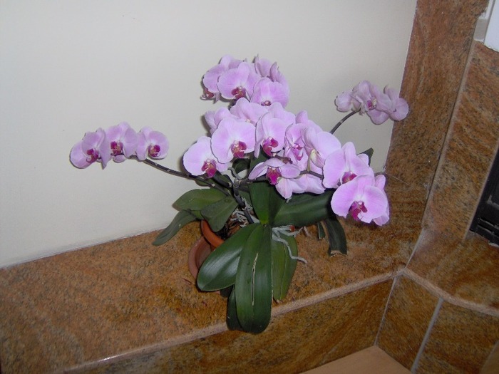 29.03.2011 012 - orhidee martie 2011