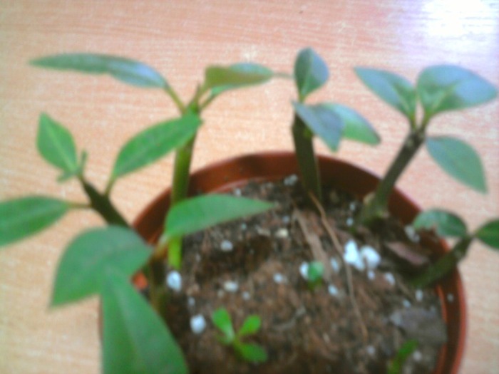 plumeria au 3 luni - seminte germinate