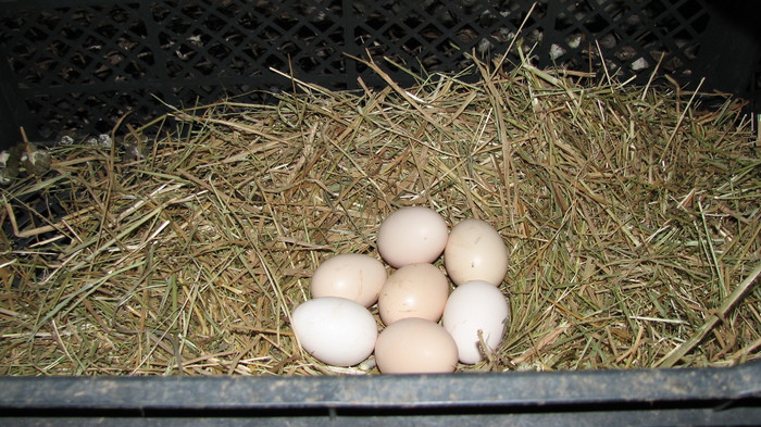IMG_5162 - puii au inceput sa faca oua - primele oua facute de pui - gaini si cocosi pitici - pui gaini pitice