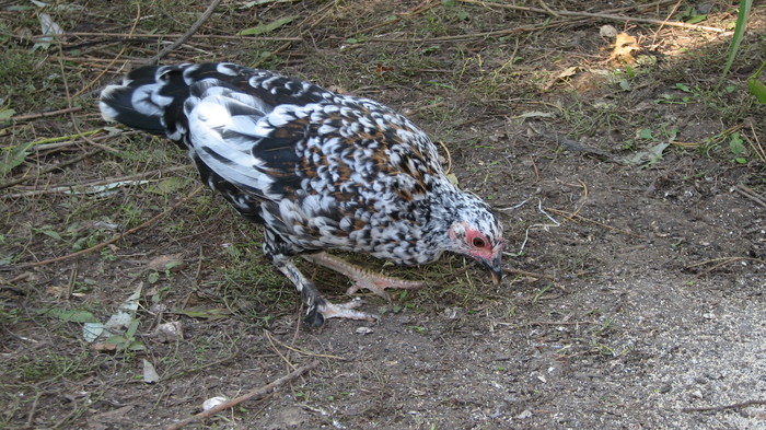 IMG_7828 - gaina baltata negru cu alb si bej - gaini si cocosi pitici - pui gaini pitice