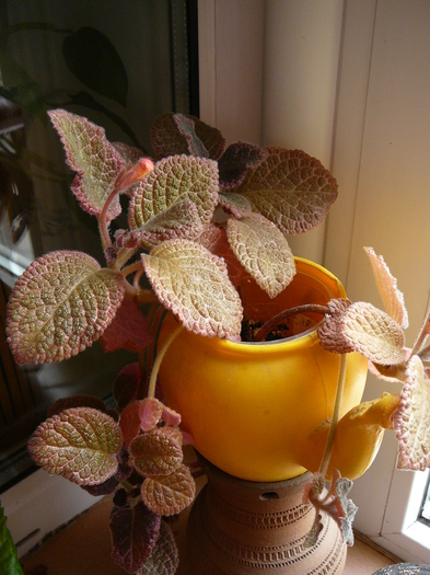 episcia