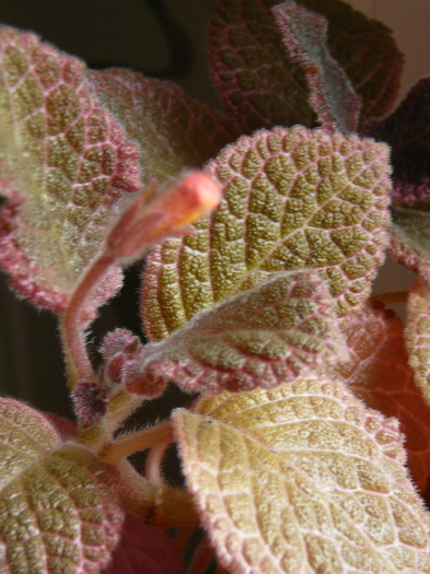 episcia