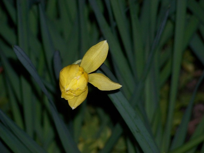 100_1470 - Semnele primaverii