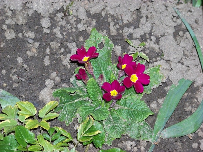 100_1473 - Semnele primaverii