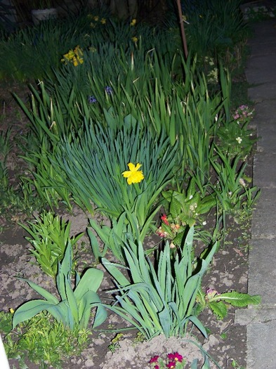 100_1476 - Semnele primaverii