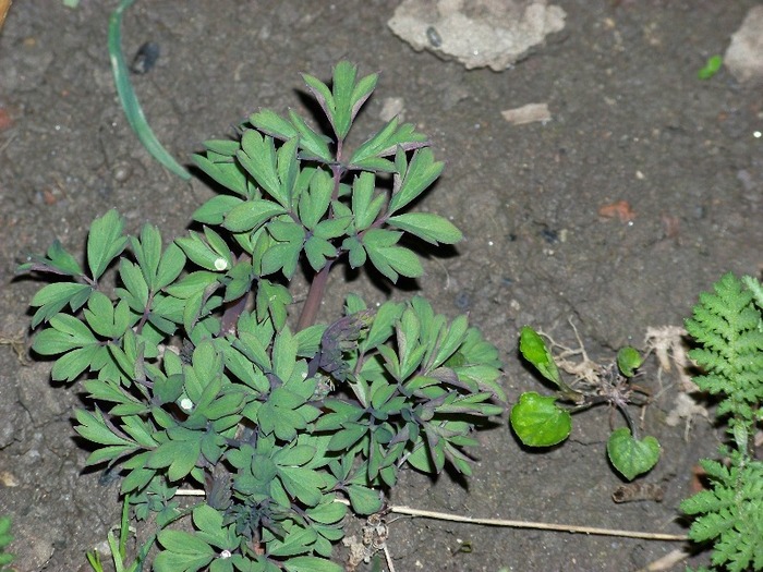 100_1479 - Semnele primaverii