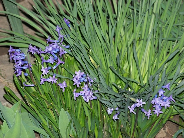 100_1482 - Semnele primaverii