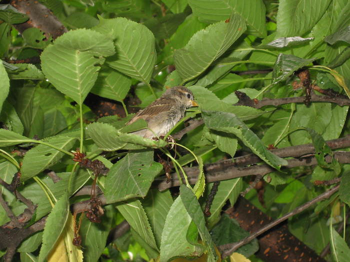 IMG_9774 - pui de vrabie - pui de vrabie