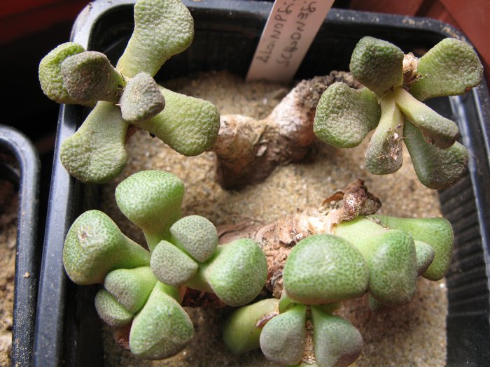 IMG_3849 - Asclepiadaceae  Aizoaceae