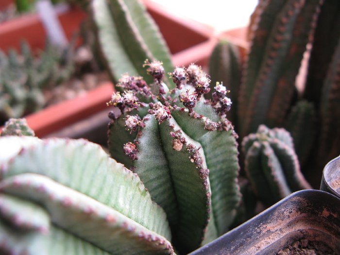 Euphorbia pillansii